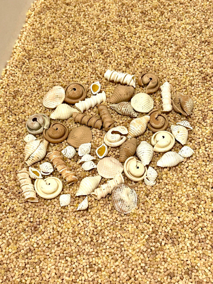 Handpainted Pasta Seashells | Beach Sensory Bin Loose Parts